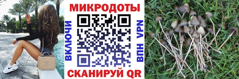 Псилоцибиновые грибы Psilocybine cubensis  Котлас 